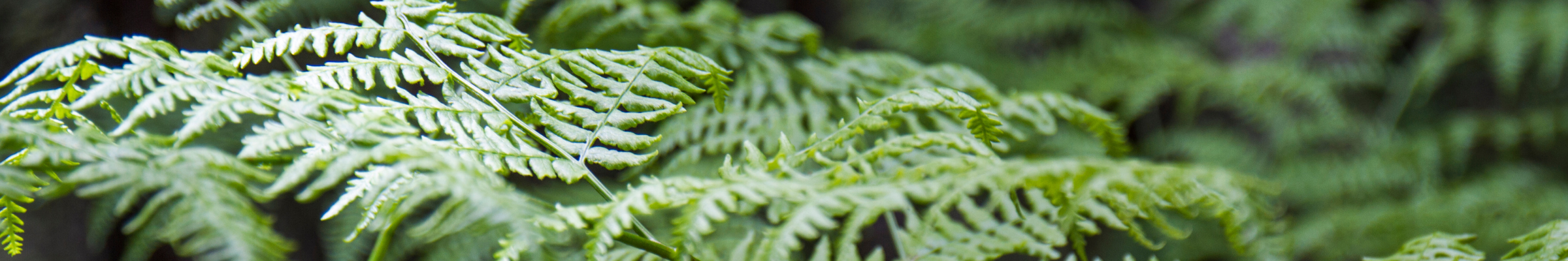 a close-up of dark green ferns in a forest